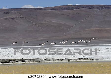 "Salar de Pujsa, Los Flamencos National Reserve, San Pedro de Atacama, El Loa Province, Antofagasta Region, Chile" View Large Photo Image Picture - "Salar de Pujsa, Los Flamencos National Reserve, San Pedro de Atacama, El Loa Province, Antofagasta Region, Chile". Fotosearch