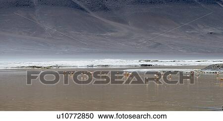 "Salar de Pujsa, Los Flamencos National Reserve, San Pedro de Atacama, El Loa Province, Antofagasta Region, Chile" View Large Photo Image Stock Image - "Salar de Pujsa, Los Flamencos National Reserve, San Pedro de Atacama, El Loa Province, Antofagasta Region, Chile". Fotosearch
