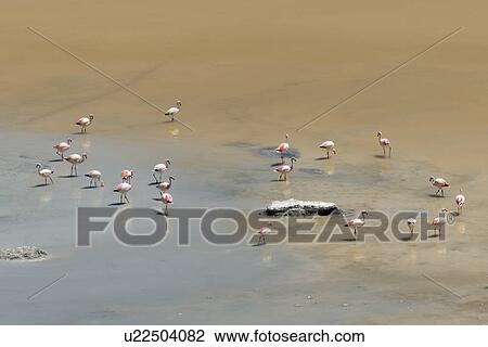 "Salar de Pujsa, Los Flamencos National Reserve, San Pedro de Atacama, El Loa Province, Antofagasta Region, Chile" View Large Photo Image Stock Image - "Salar de Pujsa, Los Flamencos National Reserve, San Pedro de Atacama, El Loa Province, Antofagasta Region, Chile". Fotosearch