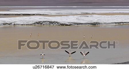"Salar de Pujsa, Salar de Atacama, San Pedro de Atacama, El Loa Province, Antofagasta Region, Chile" View Large Photo Image Stock Photo - "Salar de Pujsa, Salar de Atacama, San Pedro de Atacama, El Loa Province, Antofagasta Region, Chile". Fotosearch