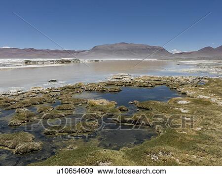 "Salar de Tara, Los Flamencos National Reserve, San Pedro de Atacama, El Loa Province, Antofagasta Region, Chile" View Large Photo Image Stock Photo - "Salar de Tara, Los Flamencos National Reserve, San Pedro de Atacama, El Loa Province, Antofagasta Region, Chile". Fotosearch