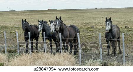 Picture - "Santa Cruz Province, Patagonia, Argentina". Fotosearch