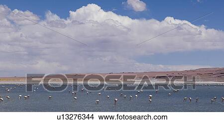 "Tara Salt Flat, Los Flamencos National Reserve, San Pedro de Atacama, El Loa Province, Antofagasta Region, Chile" View Large Photo Image Picture - "Tara Salt Flat, Los Flamencos National Reserve, San Pedro de Atacama, El Loa Province, Antofagasta Region, Chile". Fotosearch