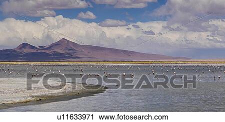 "Tara Salt Flat, Los Flamencos National Reserve, San Pedro de Atacama, El Loa Province, Antofagasta Region, Chile" View Large Photo Image Stock Image - "Tara Salt Flat, Los Flamencos National Reserve, San Pedro de Atacama, El Loa Province, Antofagasta Region, Chile". Fotosearch