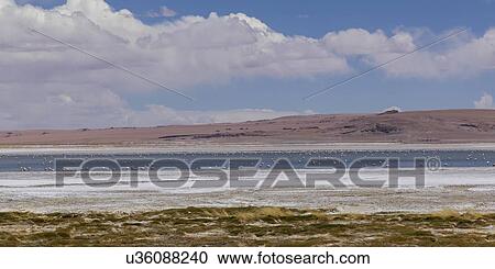 "Tara Salt Flat, Los Flamencos National Reserve, San Pedro de Atacama, El Loa Province, Antofagasta Region, Chile" View Large Photo Image Stock Image - "Tara Salt Flat, Los Flamencos National Reserve, San Pedro de Atacama, El Loa Province, Antofagasta Region, Chile". Fotosearch