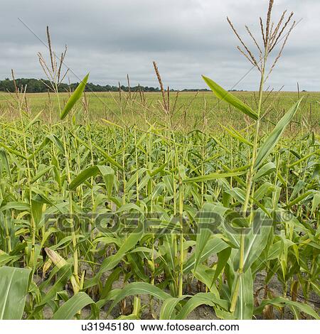 Stock Image - "Thurso, Quebec, Canada". Fotosearch