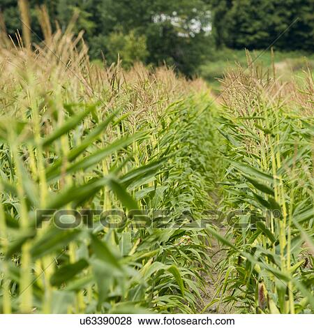 Stock Photo - "Thurso, Quebec, Canada". Fotosearch