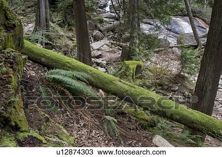 Stock Image - "Whistler, British Columbia, Canada". Fotosearch