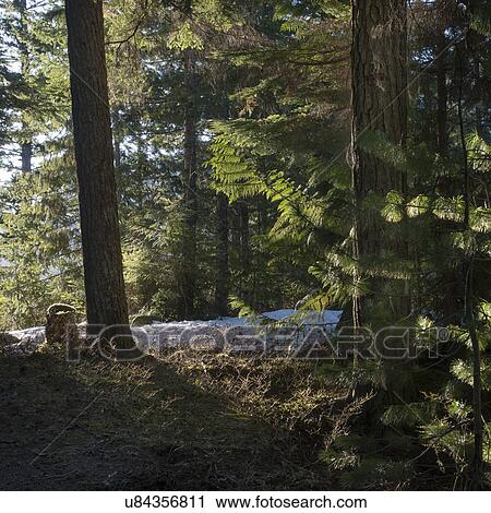 Stock Image - "Whistler, British Columbia, Canada". Fotosearch