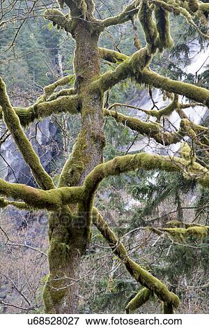 Stock Photo - "Whistler, British Columbia, Canada". Fotosearch