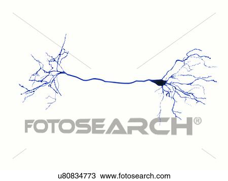 神経 細胞 そして シナプス イラスト スケッチ U80834773 Fotosearch