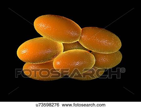 Stock Illustration - Acetic acid bacteria, illustration. Fotosearch