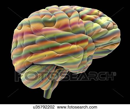 Drawing - Brain, artwork. Fotosearch