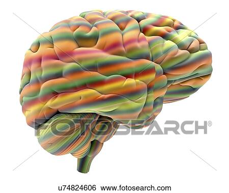 Brain, artwork View Large Illustration Stock Illustration - Brain, artwork. Fotosearch