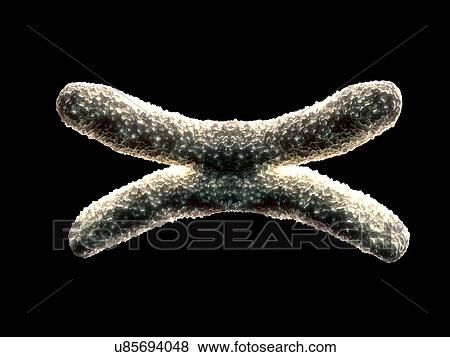 Stock Illustration - Chromosome, illustration. Fotosearch