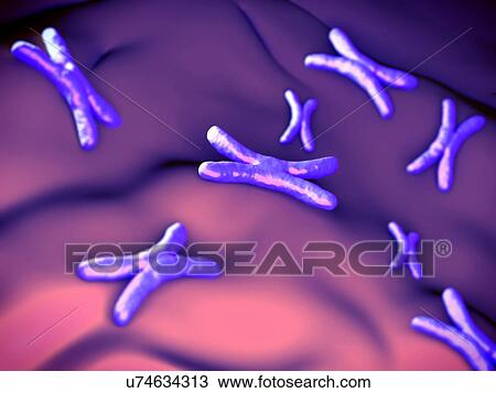 Chromosomes, illustration View Large Illustration Drawing - Chromosomes, illustration. Fotosearch