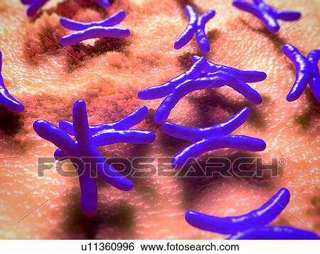 Stock Illustration - Chromosomes, illustration. Fotosearch