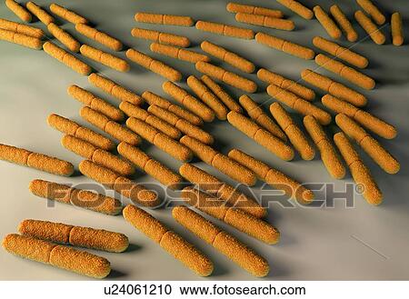 Clipart - Clostridium botulinum bacteria. Fotosearch