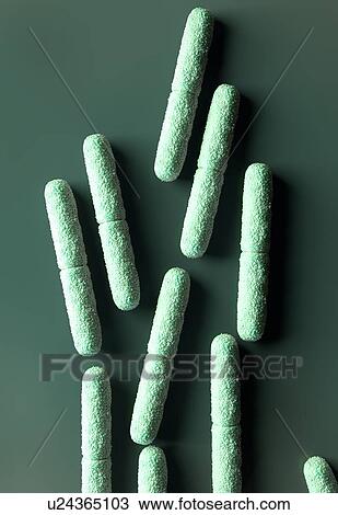 Clostridium botulinum bacteria View Large Illustration Drawing - Clostridium botulinum bacteria. Fotosearch