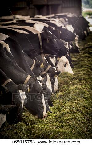 Dairy cows View Large Illustration Drawing - Dairy cows. Fotosearch