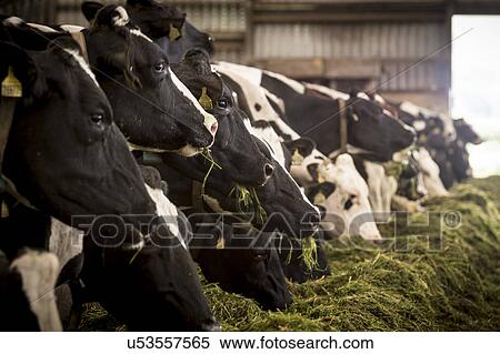 Stock Illustration - Dairy cows feeding from trough. Fotosearch