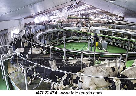 Stock Illustration - Dairy cows in barn. Fotosearch
