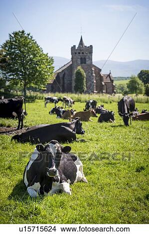 Dairy cows View Large Illustration Stock Illustration - Dairy cows. Fotosearch