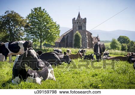 Stock Illustration - Dairy cows. Fotosearch