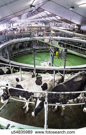 Stock Illustration - Dairy cows. Fotosearch