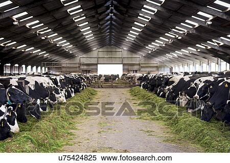 Dairy cows View Large Illustration Stock Illustration - Dairy cows. Fotosearch
