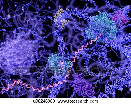 Stock Illustration - "DNA transcription, illustration". Fotosearch