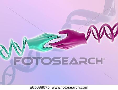 Stock Illustration - Hands with double helix, illustration. Fotosearch
