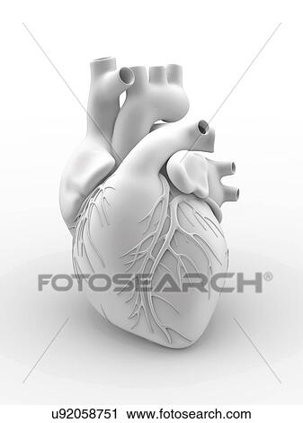 Clip Art - Heart and coronary arteries, artwork. Fotosearch