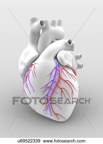 Stock Illustration - Heart and coronary arteries, artwork. Fotosearch