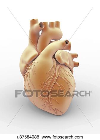 Stock Illustration - Heart and coronary arteries, artwork. Fotosearch