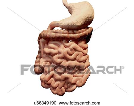 Clipart - "Human digestive system, illustration". Fotosearch