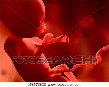 "Human fetus at 4 months, illustration" View Large Illustration Drawing - "Human fetus at 4 months, illustration". Fotosearch
