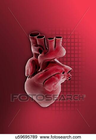 Human heart, illustration View Large Illustration Stock Illustration - Human heart, illustration. Fotosearch