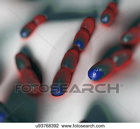 Listeria bacteria, illustration View Large Illustration Drawing - Listeria bacteria, illustration. Fotosearch