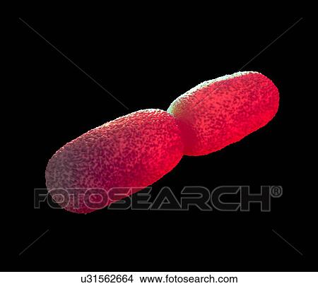 Listeria bacteria, illustration View Large Illustration Stock Illustration - Listeria bacteria, illustration. Fotosearch