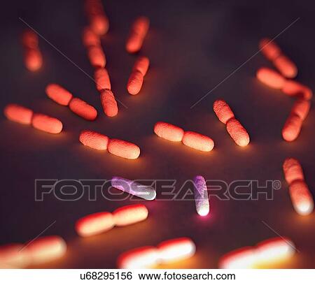 Stock Illustration - Listeria bacteria, illustration. Fotosearch
