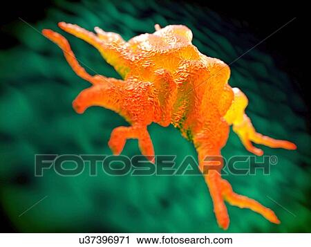 Clip Art - Macrophage, illustration. Fotosearch