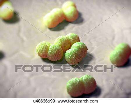 Stock Illustration - Neisseria meningitidis bacteria. Fotosearch
