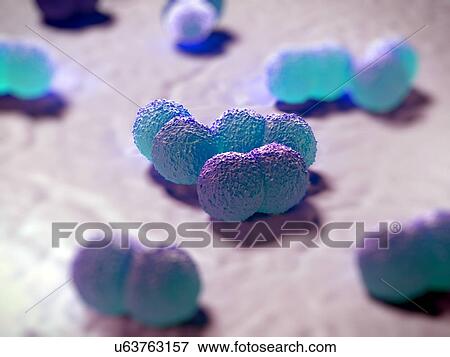 Stock Illustration - Neisseria meningitidis bacteria. Fotosearch