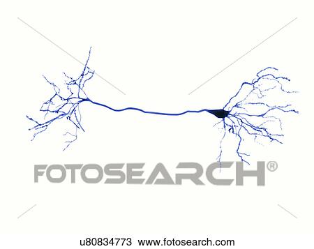 Nerve cells and synapse, illustration View Large Illustration Drawing - Nerve cells and synapse, illustration. Fotosearch