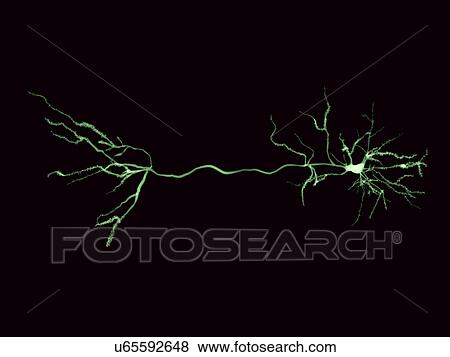 Nerve cells and synapse, illustration View Large Illustration Stock Illustration - Nerve cells and synapse, illustration. Fotosearch