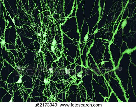 Stock Illustration - Nerve cells, illustration. Fotosearch