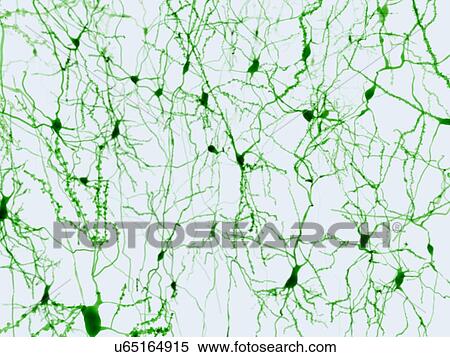 Stock Illustration - Nerve cells, illustration. Fotosearch