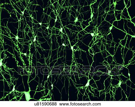 Stock Illustration - Nerve cells, illustration. Fotosearch