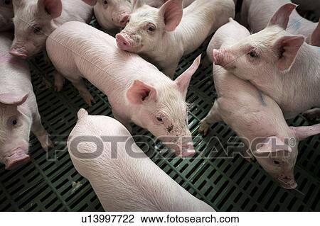 Drawing - Piglets. Fotosearch